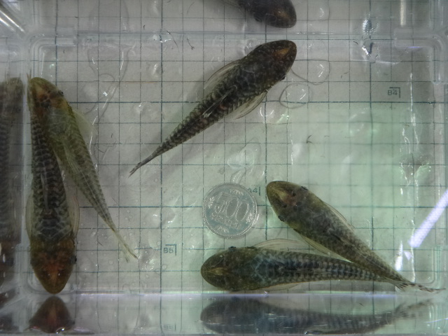 150326 熱帯魚・淡水魚・水草・観葉植物_f0189122_1355023.jpg