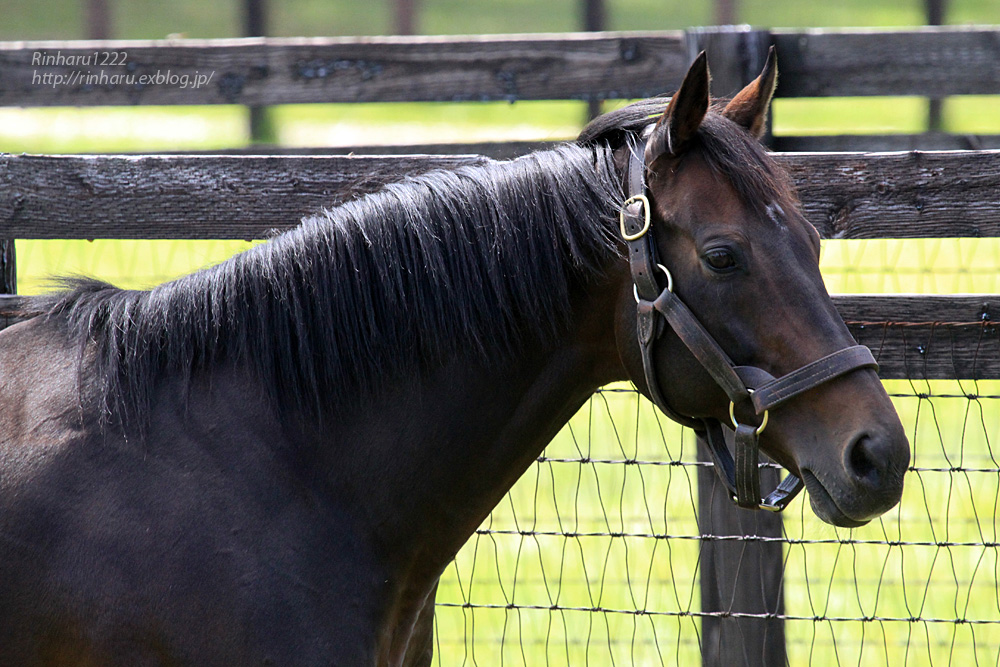 2014.9.20 社台スタリオンステーション☆ディープインパクト【Thoroughbred】_f0250322_21135970.jpg