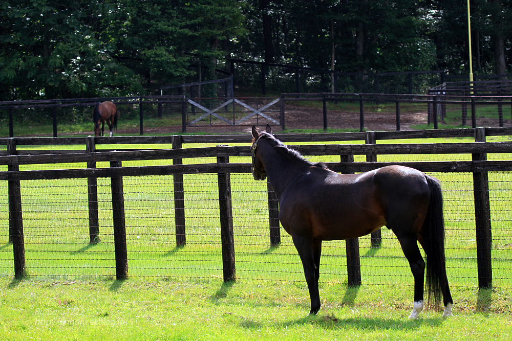 2014.9.20 社台スタリオンステーション☆ディープインパクト【Thoroughbred】_f0250322_21142440.jpg