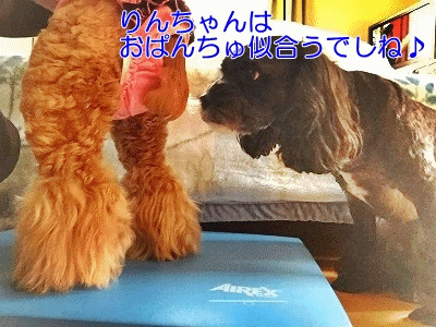 f0326925_23105426.gif
