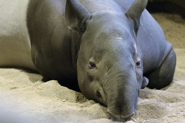 円山動物園～マレーバク_f0116528_20214760.jpg