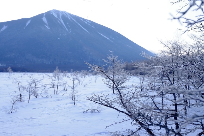 雪山のキレンジャク_c0148230_18215494.jpg