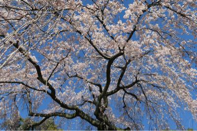 やっぱり桜は、_b0078833_1831777.jpg
