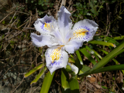 白石山登山道で山桜観賞！_e0272335_1915639.jpg