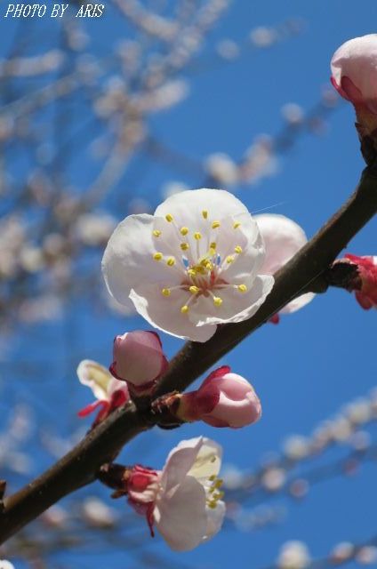 杏のお花とトラさん♪_f0295238_07293052.jpg