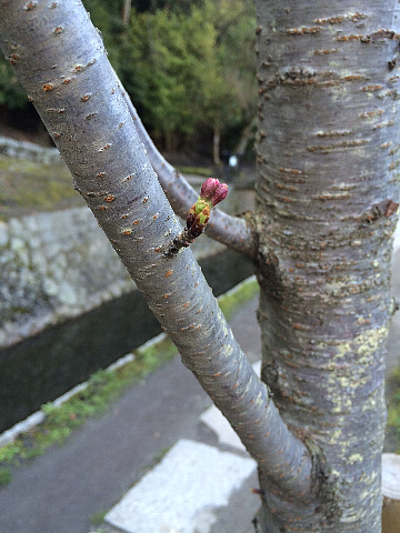 哲学の道　桜開花状況　2015_e0163440_922228.png