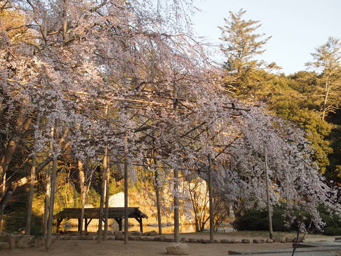 2015 曹源寺のしだれ桜_d0145345_1901077.jpg