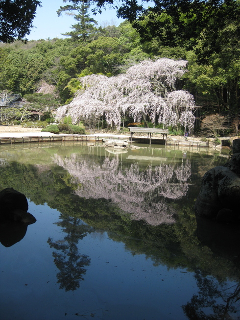 2015 曹源寺のしだれ桜_d0145345_20352567.jpg