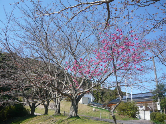 桜の蕾は？_e0206847_1051160.jpg