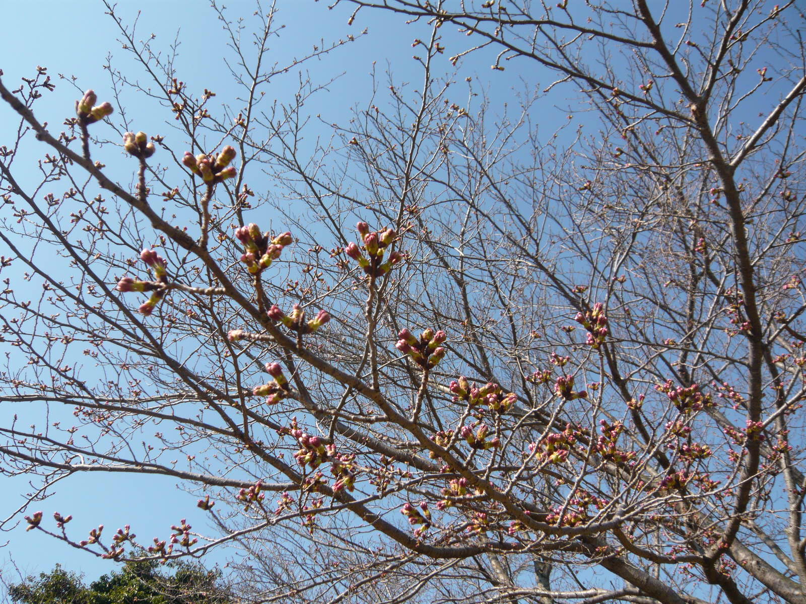 桜の蕾は？_e0206847_1083931.jpg