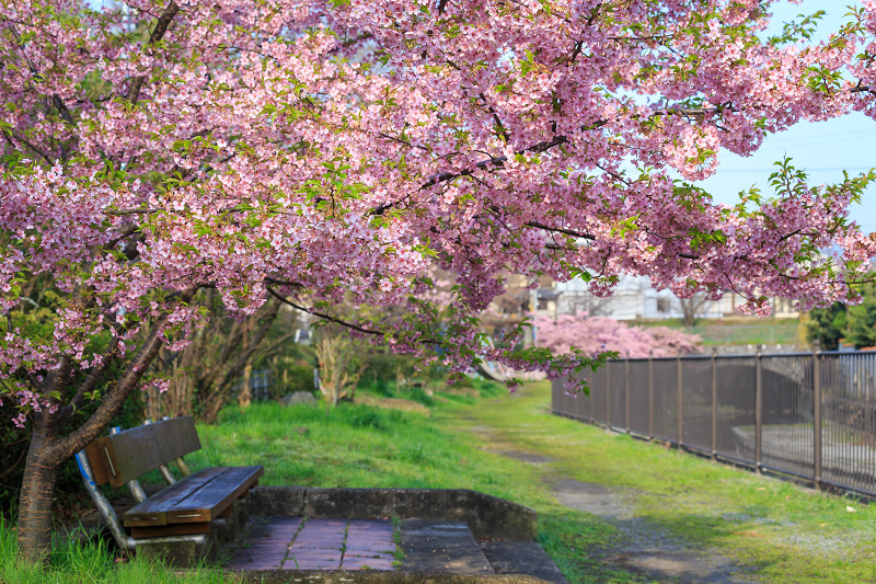 淀水路の河津桜_f0155048_2131165.jpg