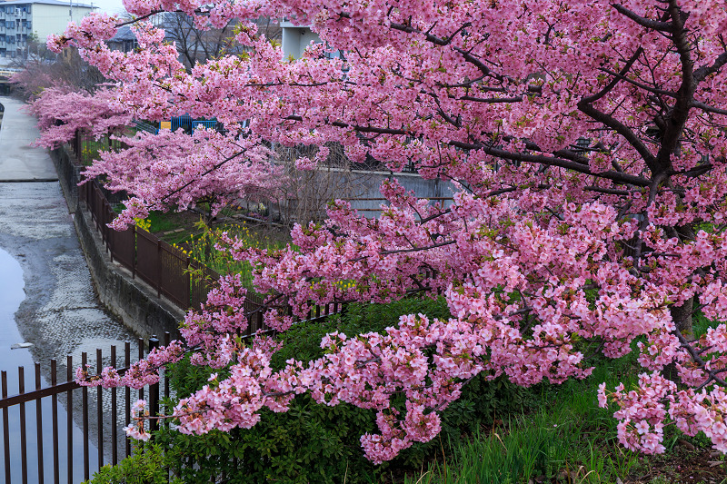 淀水路の河津桜_f0155048_21312618.jpg