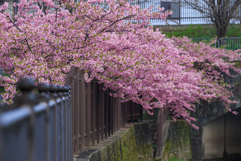 淀水路の河津桜_f0155048_21335791.jpg