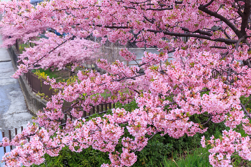 淀水路の河津桜_f0155048_21392293.jpg