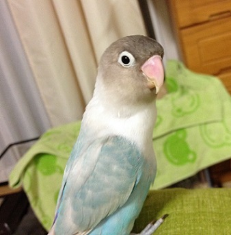 バランスボールに乗るインコを邪魔するウサギの動画 ヨモギ日記