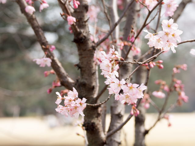早咲きの桜　コレクション_a0257652_912270.jpg