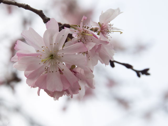 早咲きの桜　コレクション_a0257652_9175489.jpg