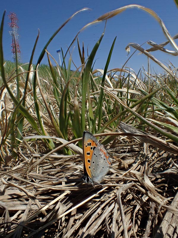 c0045352_178535.jpg