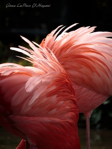 動物のいる風景　上野動物園　フラミンゴの雰囲気_b0133053_0162453.jpg