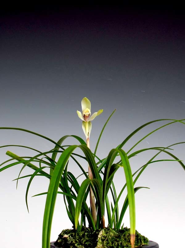 紫秀寒蘭 ② 花芽付き 中国春蘭 寒蘭