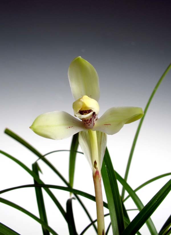 紫秀寒蘭 ② 花芽付き 中国春蘭 寒蘭