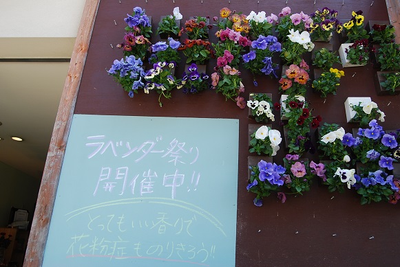 ラベンダーまつり!!とハーブが入荷しだしています。_a0201358_1713330.jpg