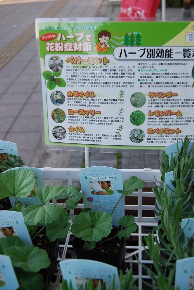 ラベンダーまつり!!とハーブが入荷しだしています。_a0201358_1714367.jpg