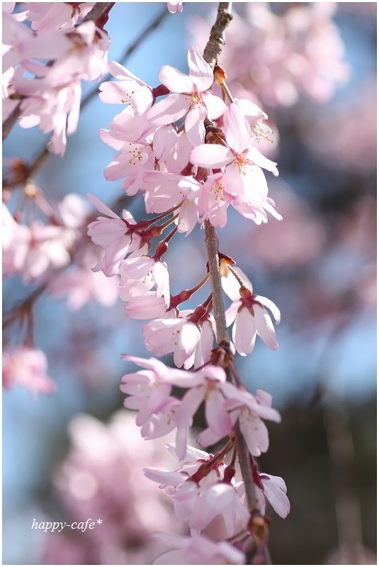 薄紅色の枝垂れ桜♪_a0167759_0534828.jpg