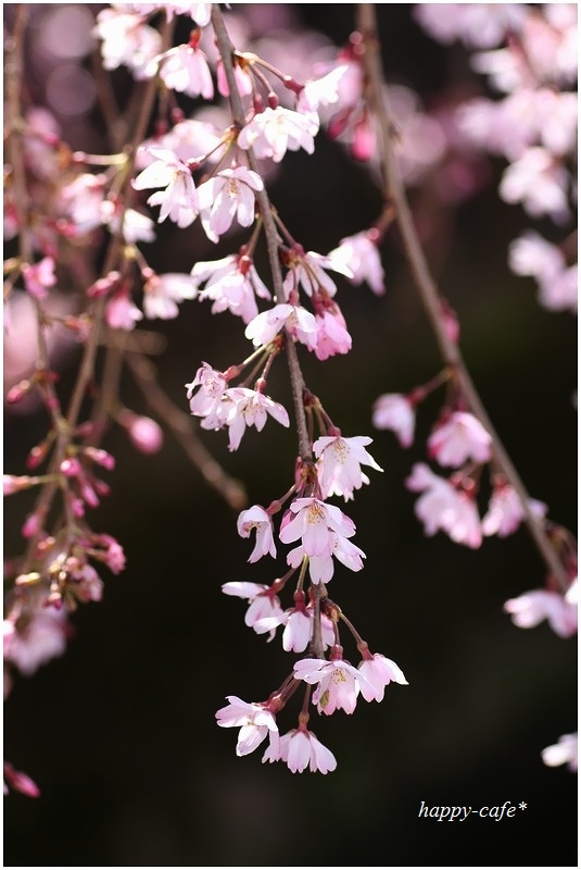 スケルトンな枝垂れ桜♪_a0167759_1293235.jpg