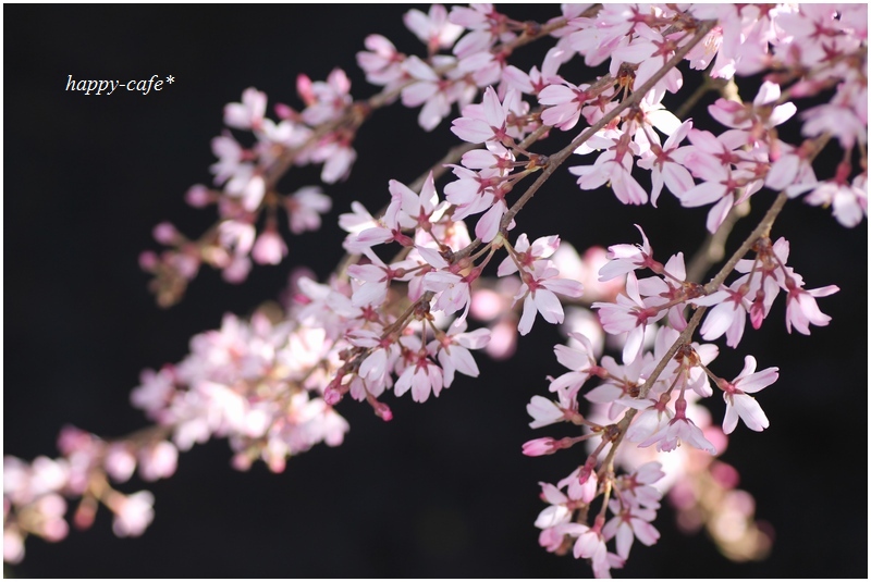 スケルトンな枝垂れ桜♪_a0167759_1301648.jpg