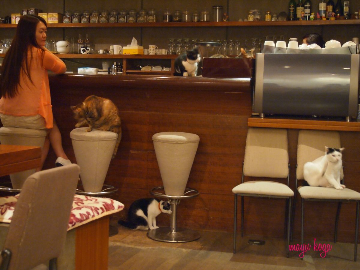台湾の猫カフェに行ってみた①_e0255060_02205930.jpg