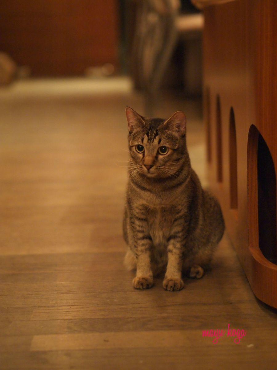 台湾の猫カフェに行ってみた①_e0255060_02304670.jpg