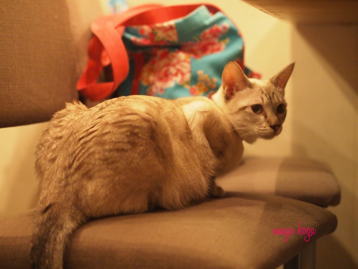 台湾の猫カフェに行ってみた①_e0255060_02305097.jpg