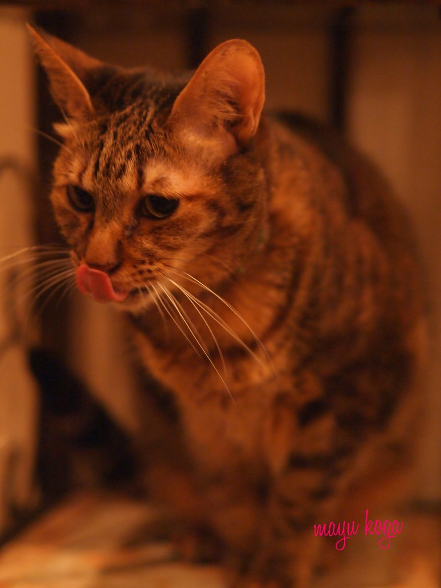 台湾の猫カフェに行ってみた①_e0255060_02305449.jpg