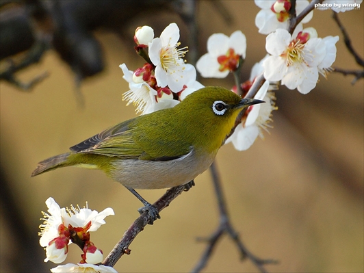 春はまだかな。_d0047461_93144.jpg
