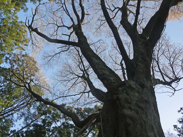 六国見山森林公園の夫婦桜五分咲き、今週末見頃か3・25_c0014967_11594259.jpg