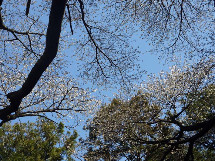 六国見山森林公園の夫婦桜五分咲き、今週末見頃か3・25_c0014967_11595712.jpg