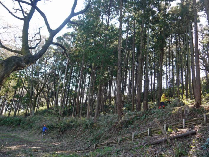 六国見山森林公園の夫婦桜五分咲き、今週末見頃か3・25_c0014967_1204681.jpg