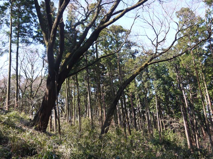 六国見山森林公園の夫婦桜五分咲き、今週末見頃か3・25_c0014967_1213248.jpg