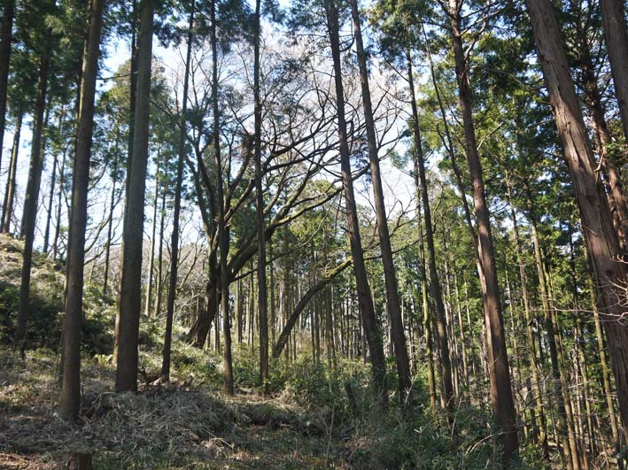 六国見山森林公園の夫婦桜五分咲き、今週末見頃か3・25_c0014967_1214455.jpg