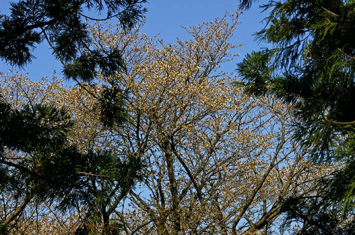 六国見山森林公園の夫婦桜五分咲き、今週末見頃か3・25_c0014967_1215571.jpg