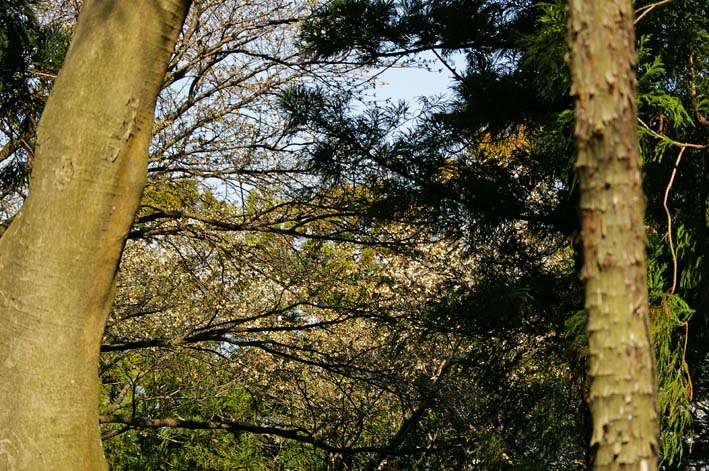 六国見山森林公園の夫婦桜五分咲き、今週末見頃か3・25_c0014967_1221826.jpg