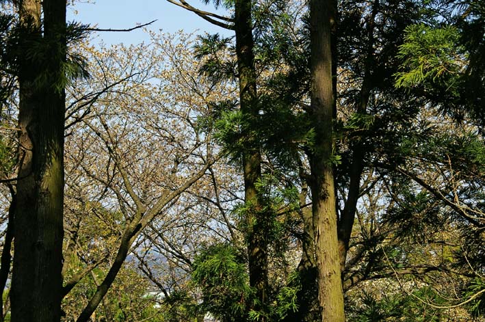 六国見山森林公園の夫婦桜五分咲き、今週末見頃か3・25_c0014967_12279.jpg