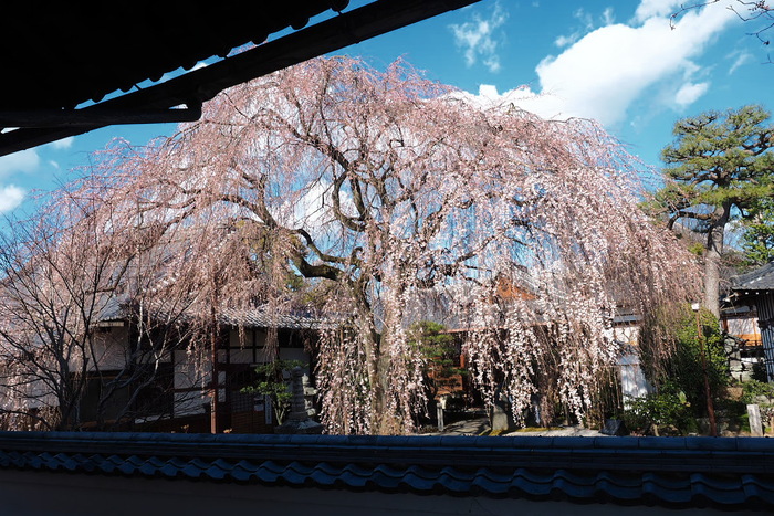 桜　　2015    <本満寺> 　　　　　　　　　　　　　　　　　　　　　　　　　_f0021869_22573644.jpg