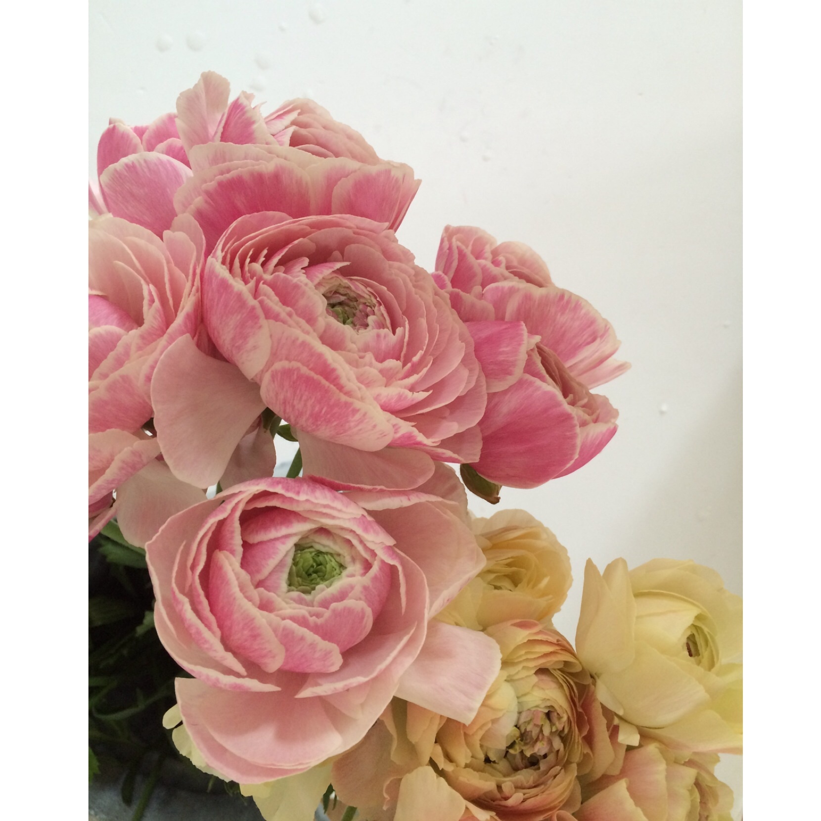 春のお花も入荷しました(^^)_c0325871_09094898.jpg