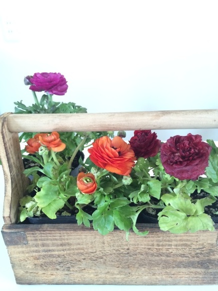 春のお花も入荷しました(^^)_c0325871_09101256.jpg