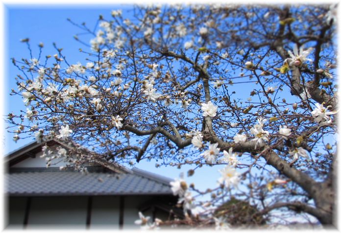 ほとんど飛ばない鳥・・・♪_d0175974_19375246.jpg