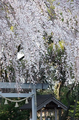 お宮さんのしだれ桜_a0235077_21162051.jpg