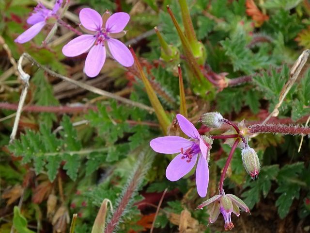 いろいろな雑草 オランダフウロ カキドオシ タガラシ オオイヌノフグリ 花と葉っぱ いろいろな雑草 オランダフウロ カキドオシ タガラシ オオイヌノフグリ 花と葉っぱ