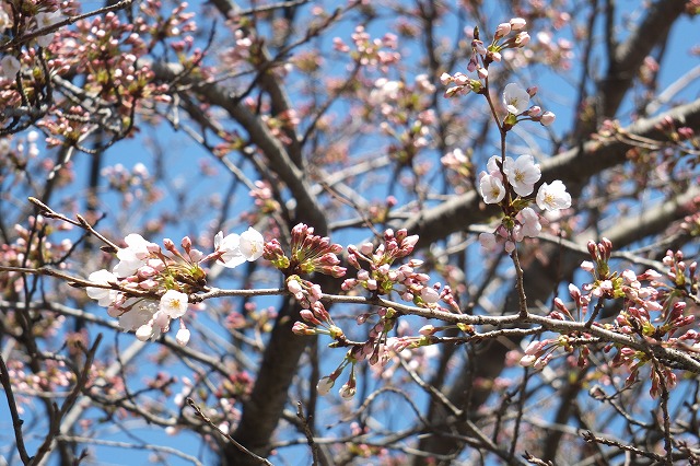 ■　春の花　桜３種　　　15.3.26　　　（染井吉野、山桜、大島桜）_e0070891_18195173.jpg